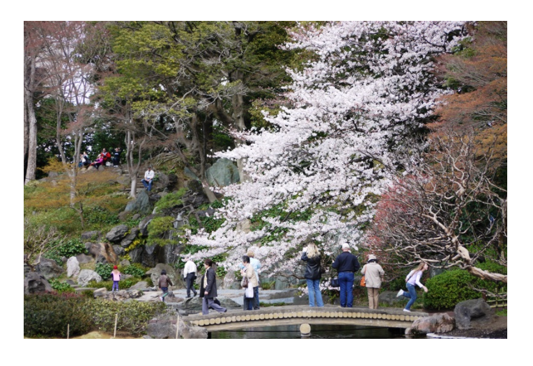 桜の名所おすすめの穴場スポット10：皇居東御苑