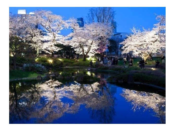 桜の名所おすすめの穴場スポット11:毛利庭園