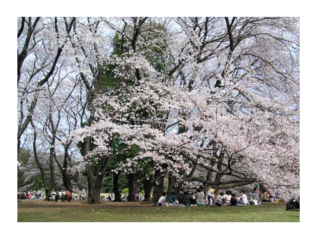 桜の名所おすすめの穴場スポット13:砧公園