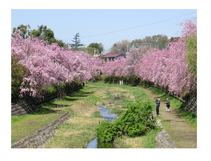 桜の名所おすすめの穴場スポット14：武蔵野公園