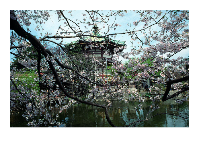 桜の名所おすすめの穴場スポット3：上野恩賜公園