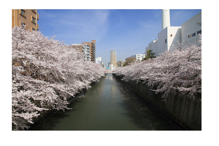 桜の名所おすすめの穴場スポット9:目黒川