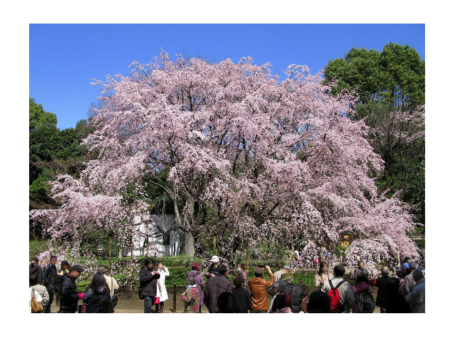 桜の名所おすすめの穴場スポット2：六義園