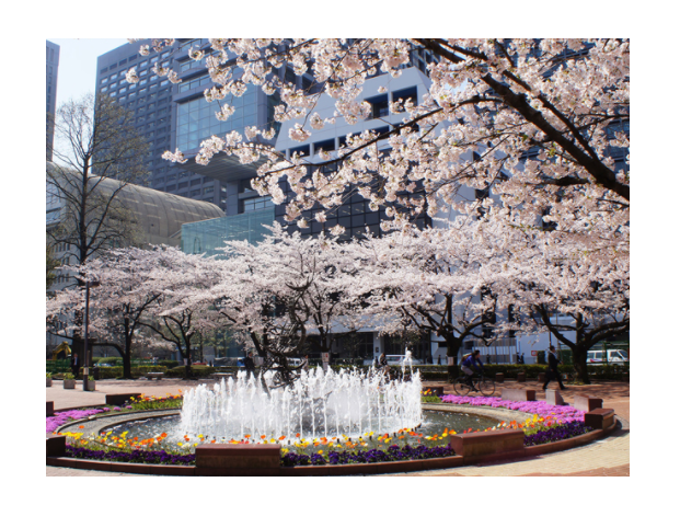 桜の名所おすすめの穴場スポット5:日比谷公園
