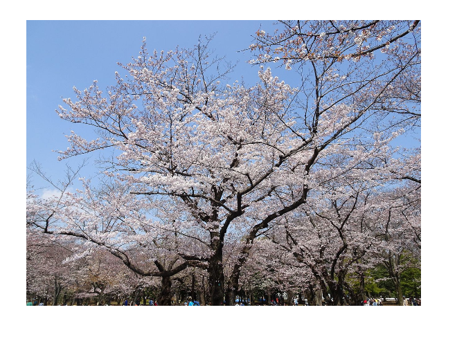 桜の名所おすすめの穴場スポット7：代々木公園