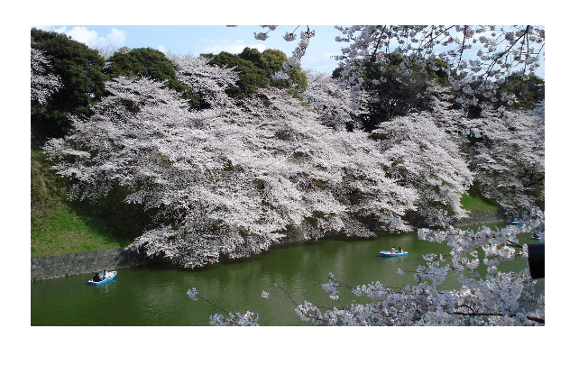 桜の名所おすすめの穴場スポット8：千鳥ヶ淵周辺