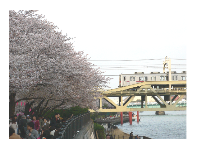 桜の名所おすすめの穴場スポット6：隅田公園