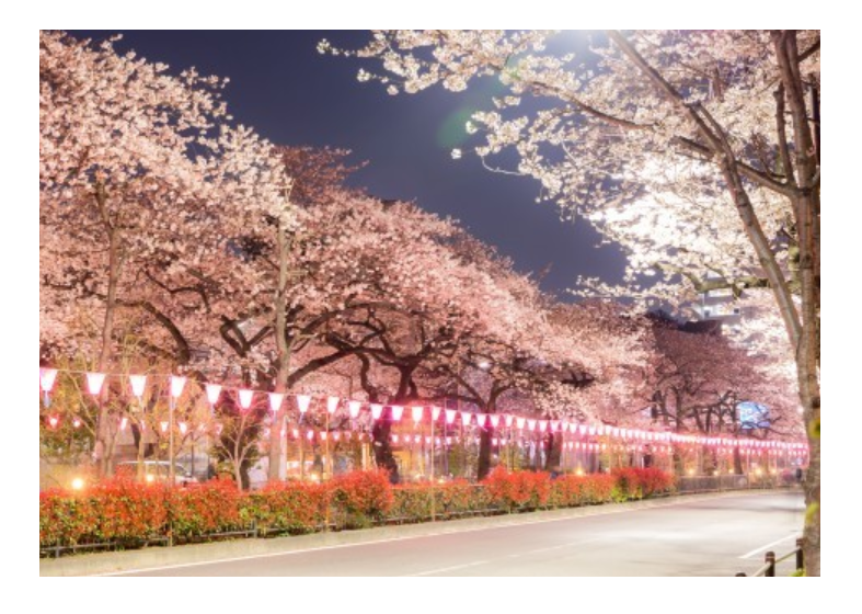 桜の名所おすすめの穴場スポット12:播磨坂